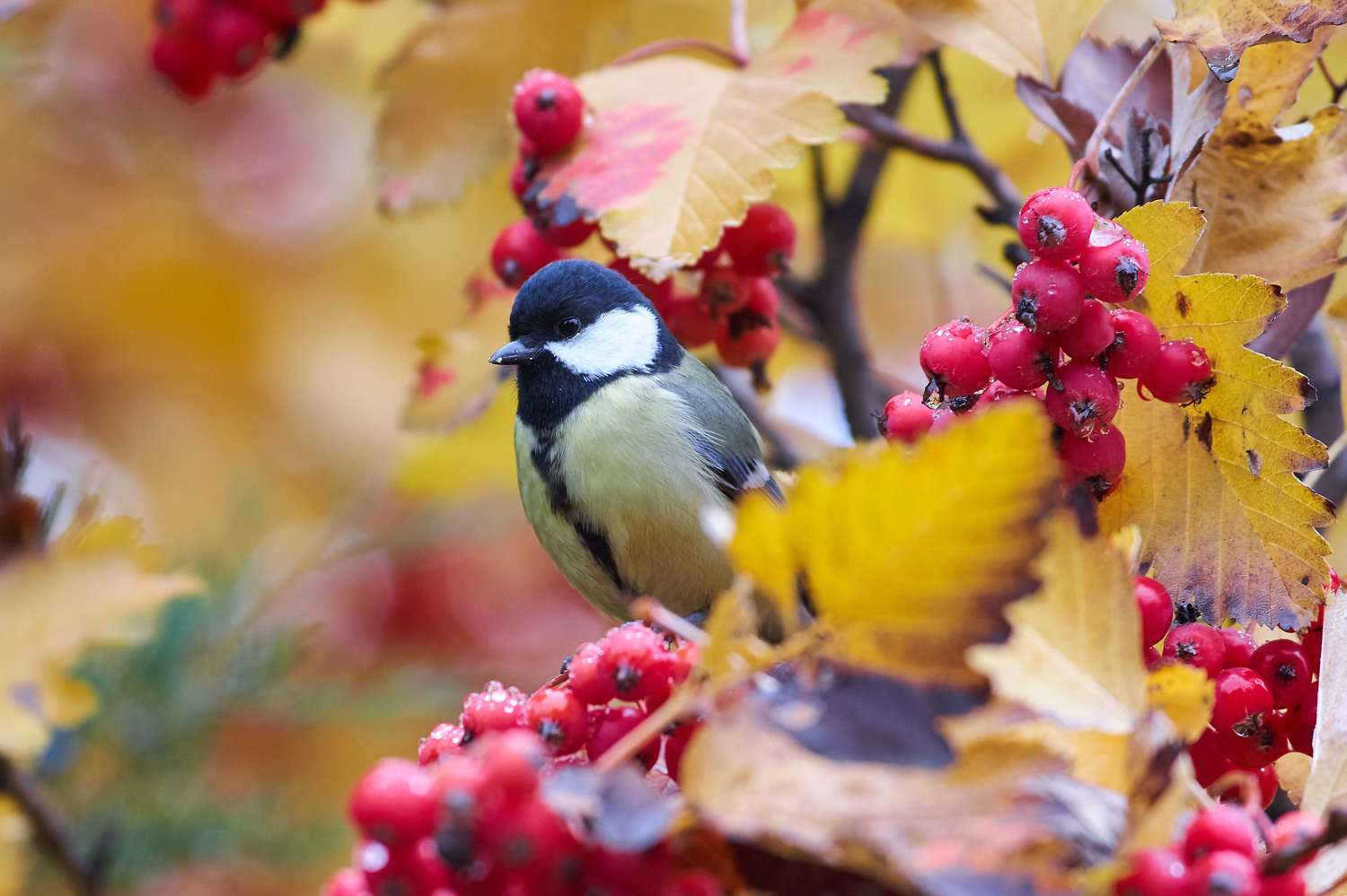 bird, birds, birdswatching, russia, wildlife, , Павел Сторчилов