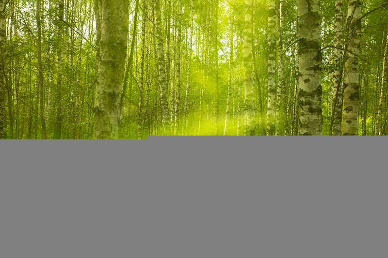 Леса близ деревни Подсосенье (Торжокский район Тверской области). фото превью