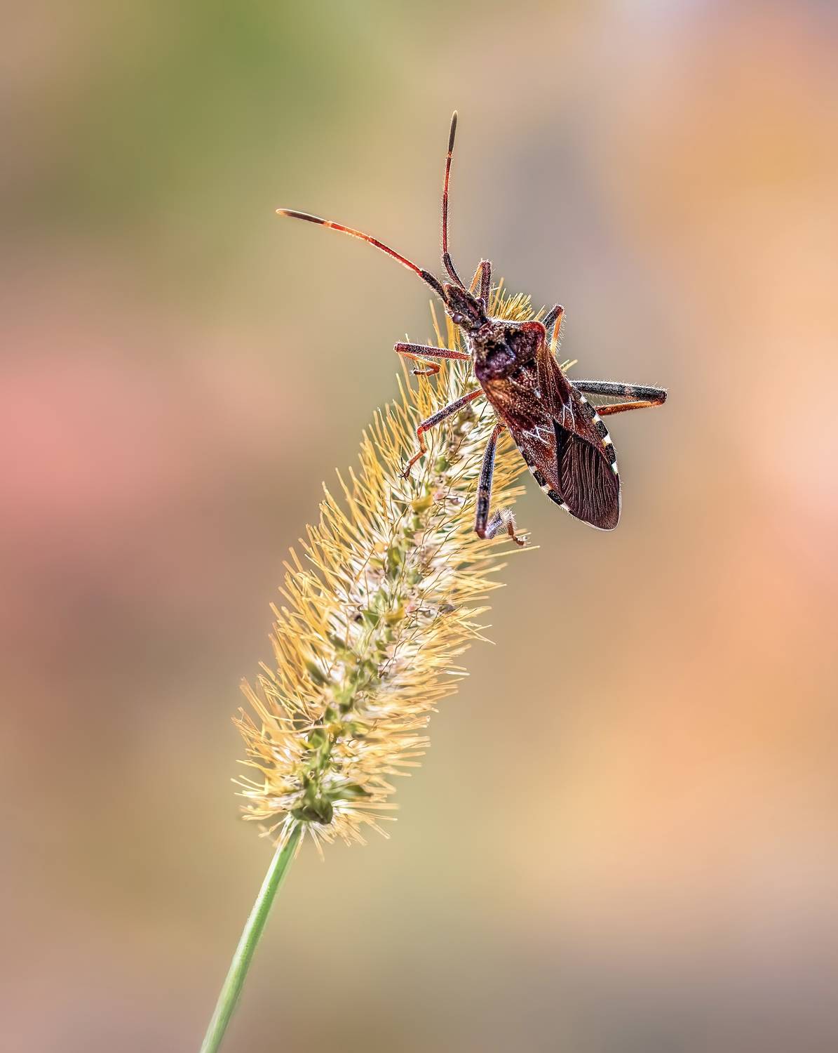 beetle, insect, fall, autumn, stink bug, macro, leaves, season, seasons, camouflage, camouflaged,, Atul Saluja