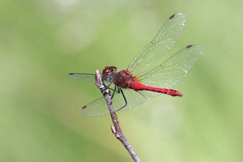 Стрекоза кроваво-красная (Sympetrum sanguineum)