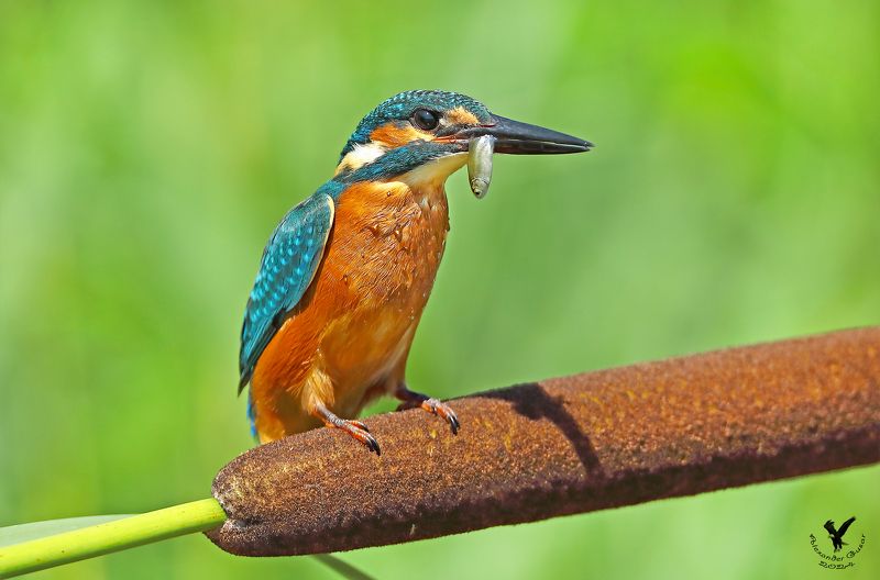 зимородок. Перекур. фото превью