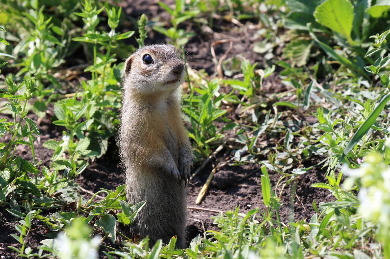 , Евгений Софронов