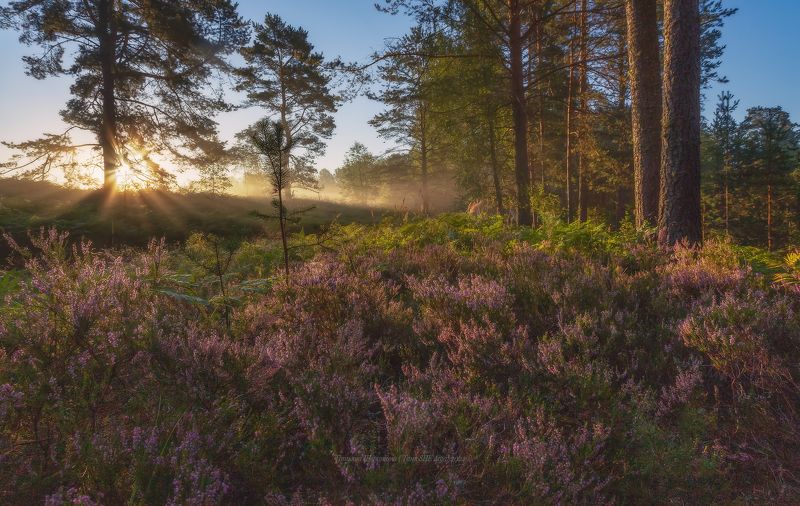 луга, ленобласть, пейзаж, рассвет, туман,  landscape, nature, природа, foggy, forest, ленинградская область Где вереск... фото превью