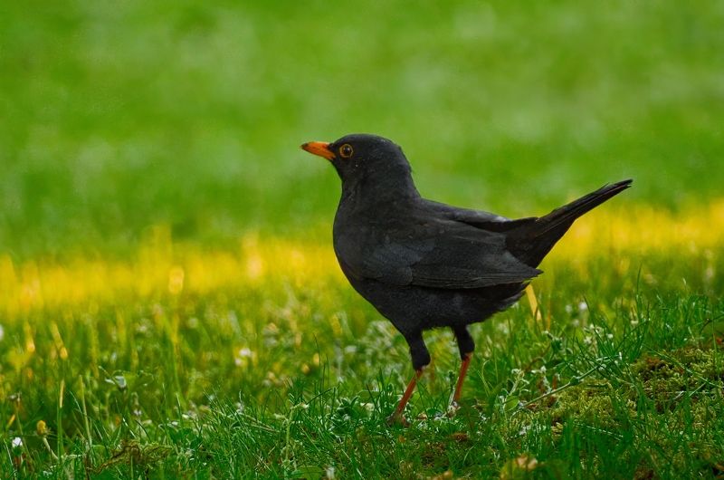птицы, бердвотчинг, животные, природа, дикая природа, birds, birdwatching, nature, wild nature, animals  фото превью