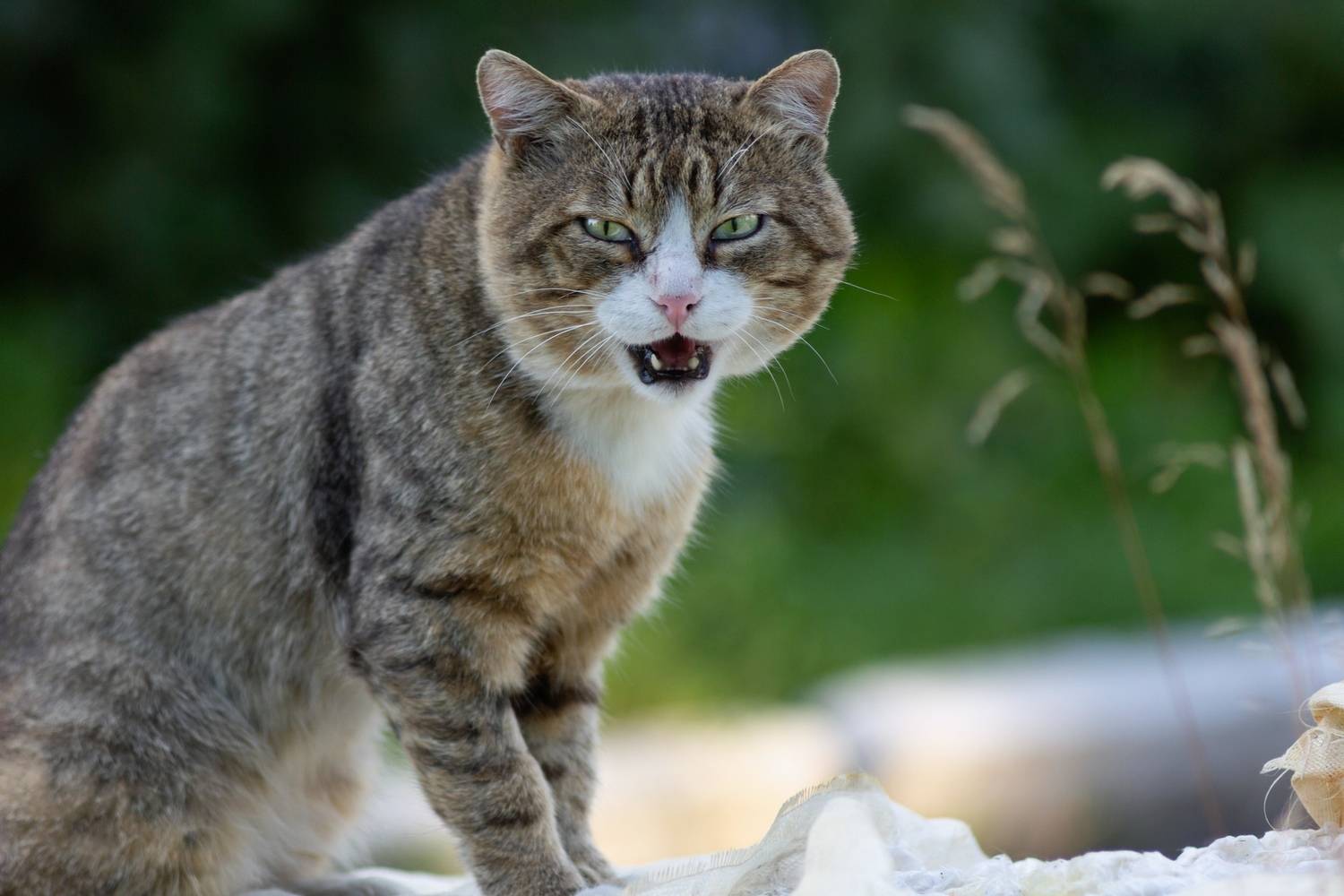 кот дворовый, Александр Канцур