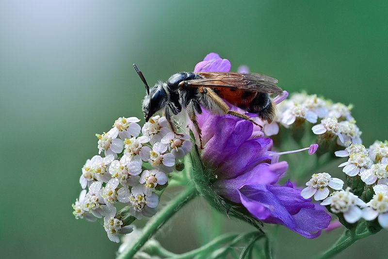 Стрела фото превью