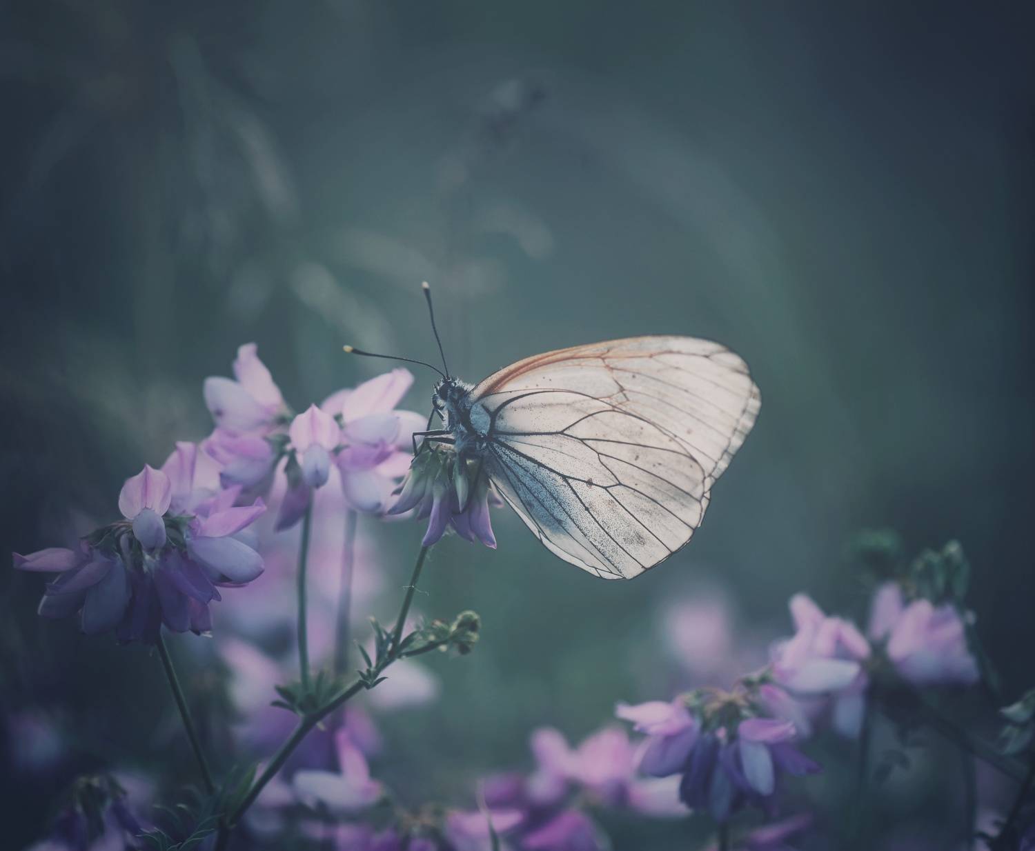 , Герчев Николай