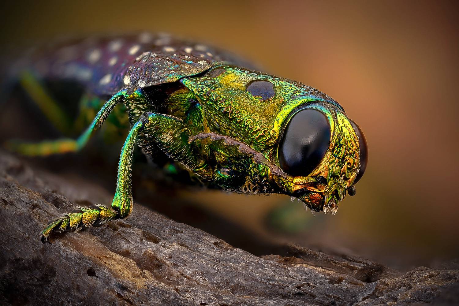 madecassia, rothschildi, Kavaliauskas Eugenijus