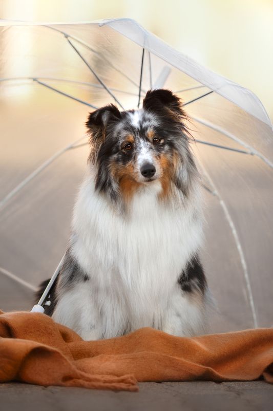 собака шелти колли мерль мерле окрас глаза зонт дождь анималист минск анималистка После дождя приходит солнце фото превью