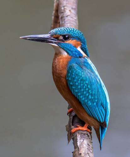 1. Зимородок. 2. Орлан-белохвост. 3. Крылья. Орлан-белохвост. 4. Волк. Зимний пейзаж. 5. Снежные маски. Зубры.  6. Токующий глухарь. 7. Журавлиная песня. 8. Красавица-лиса. 9. Острые зубки. Выдра речная. 10. Суслик крапчатый.