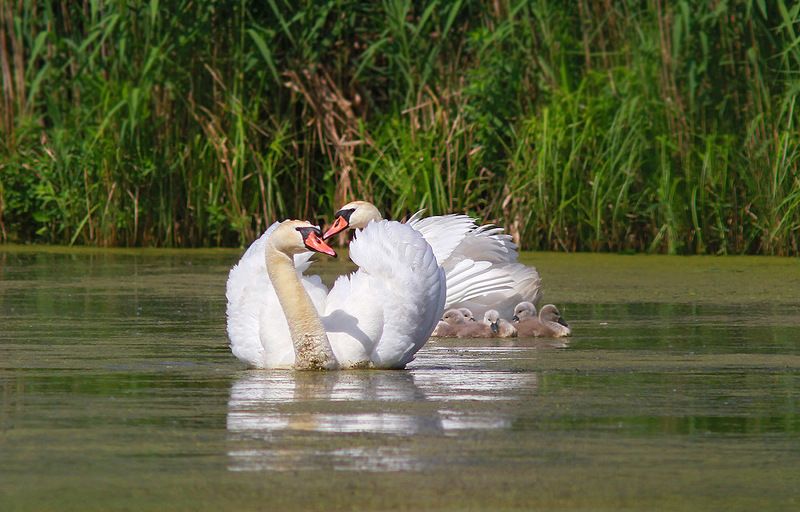 Семейка лебедей фото превью
