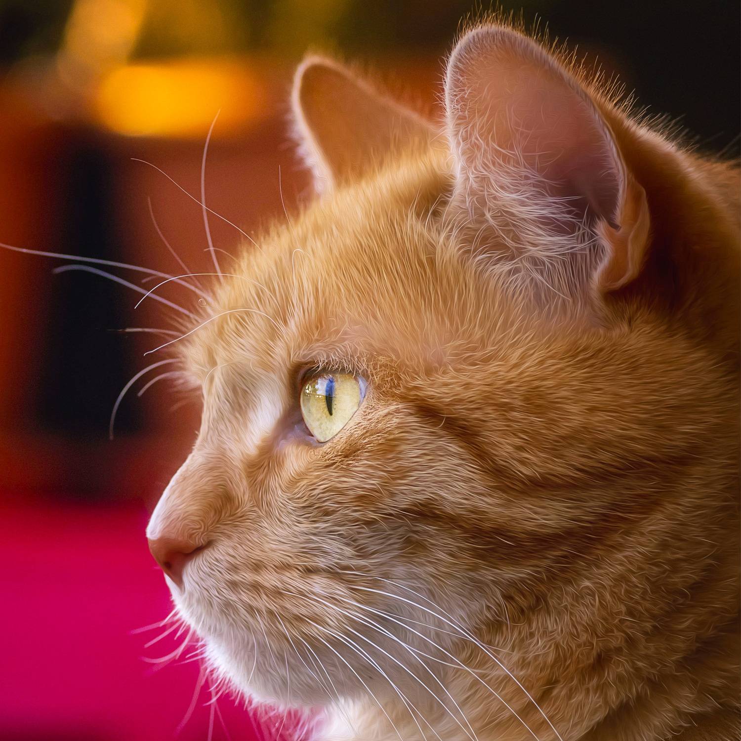 кот закат портрет глаза , Igor Lukin