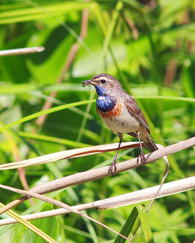 Варакушки фото превью