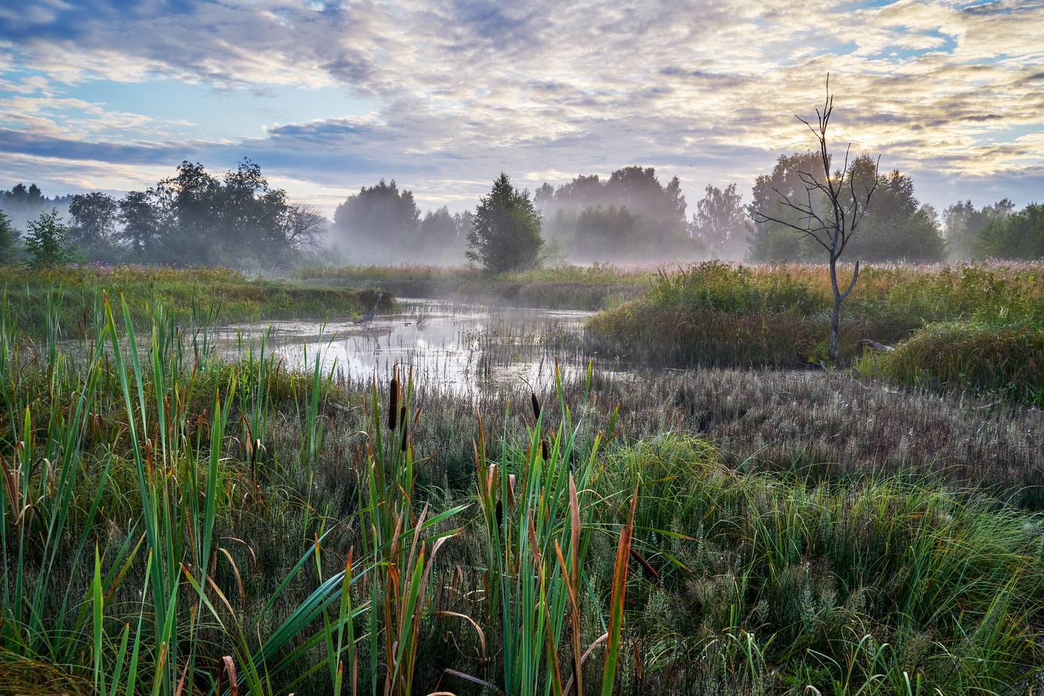 старица реки истра, Медведев Александр