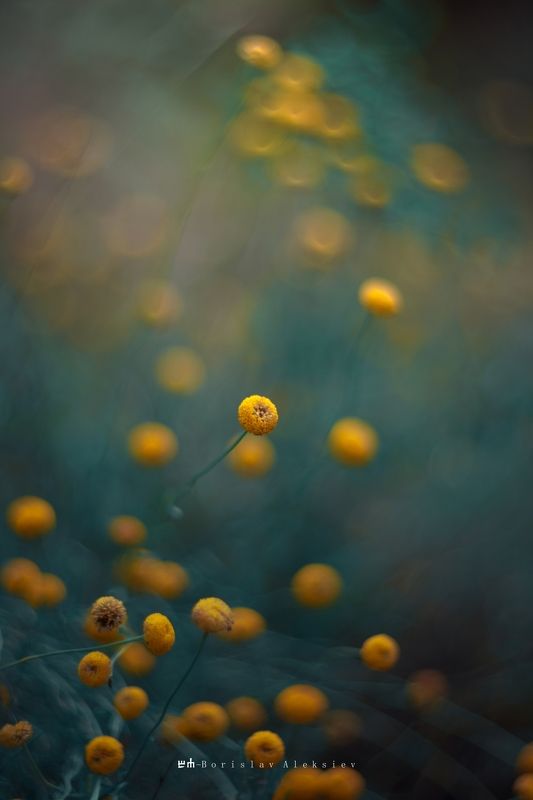 yellow,flowers,bokeh,exterior,dark,light,plant,nature,green Yellow фото превью