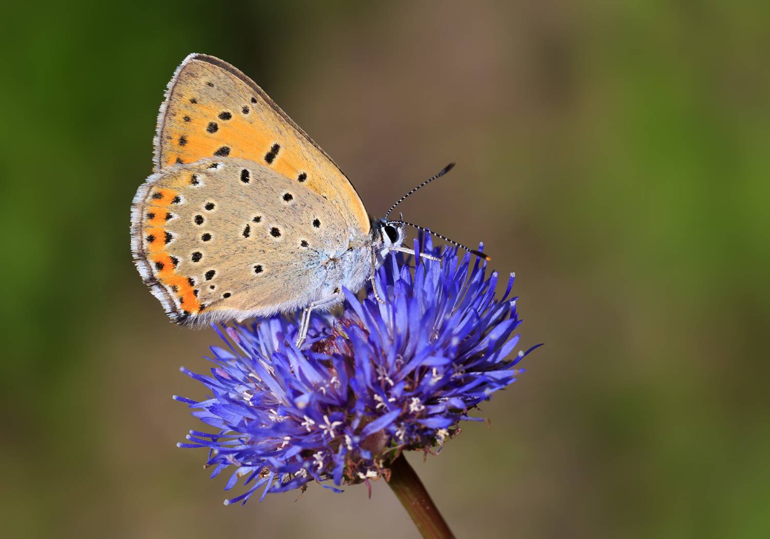 насекомые, бабочка, голубянка, червонец, бурый, лето, Борис Новиков