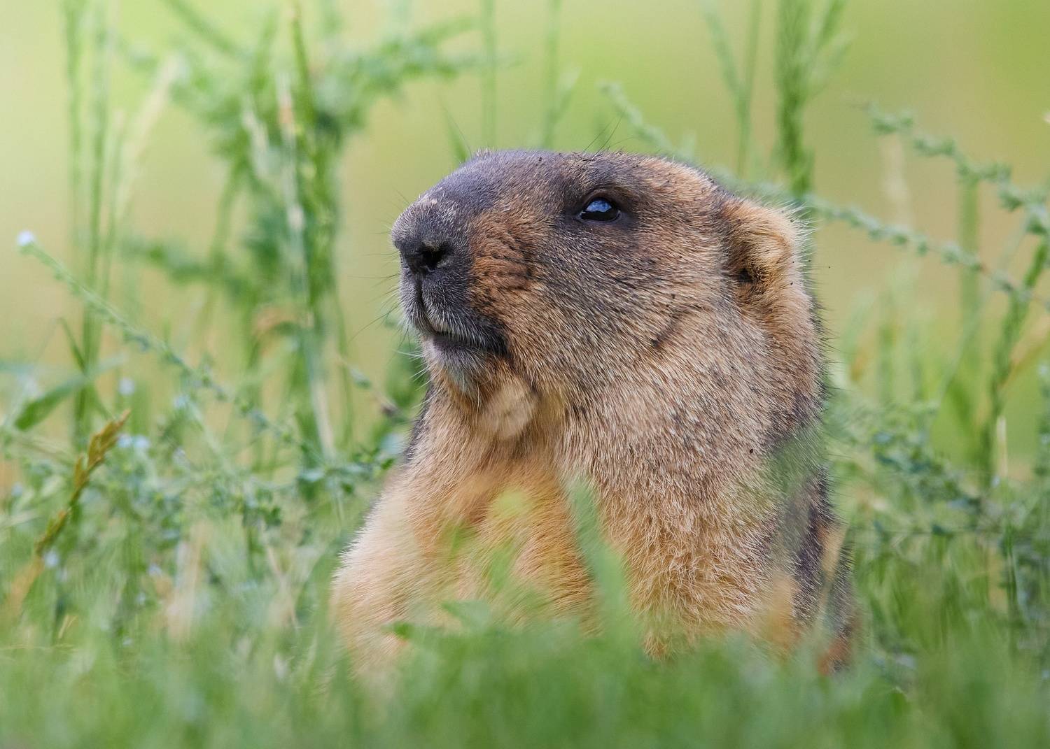 , Гильманов Артур