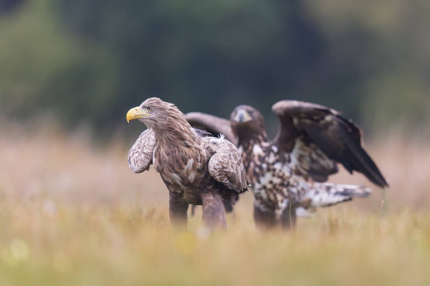, Фруман Евгений