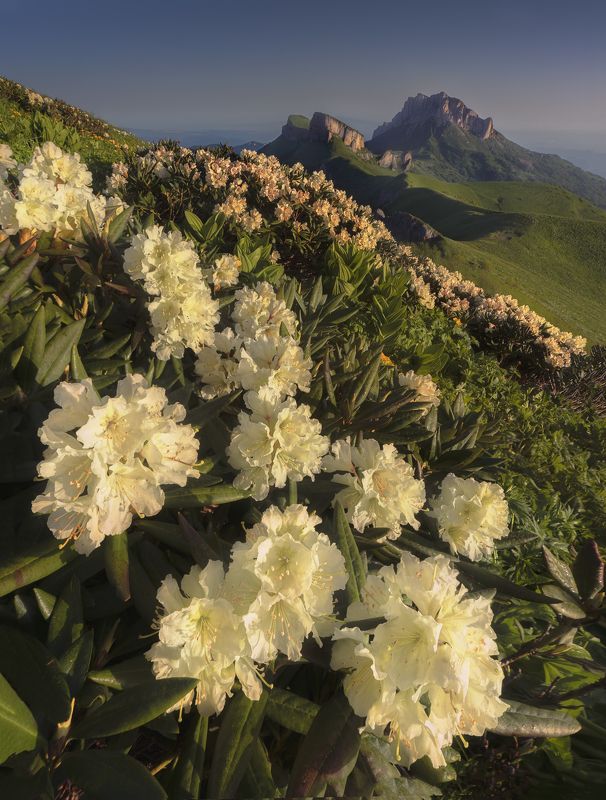 тхач, рассвет, рододендроны, пейзаж, цветы, горы  фото превью