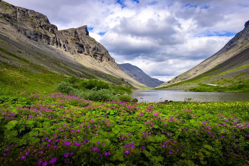 хибины, горы, озеро, цветы Хибины фото превью