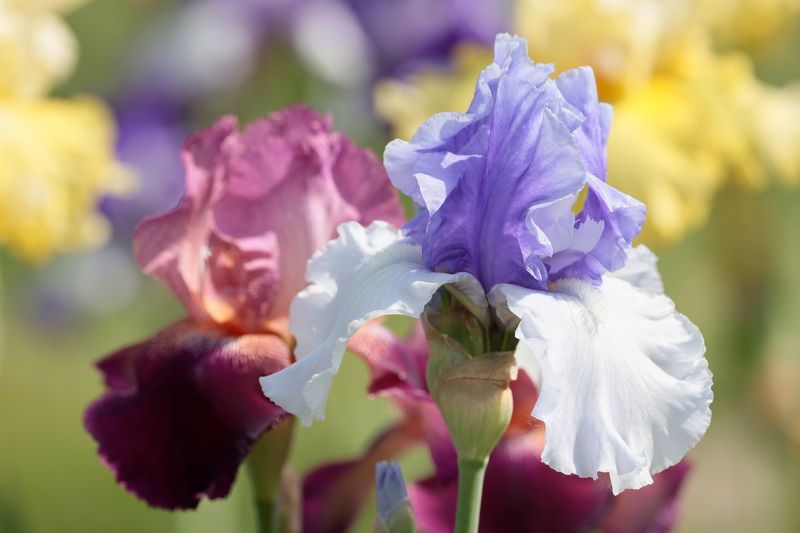 Ирисы фото превью