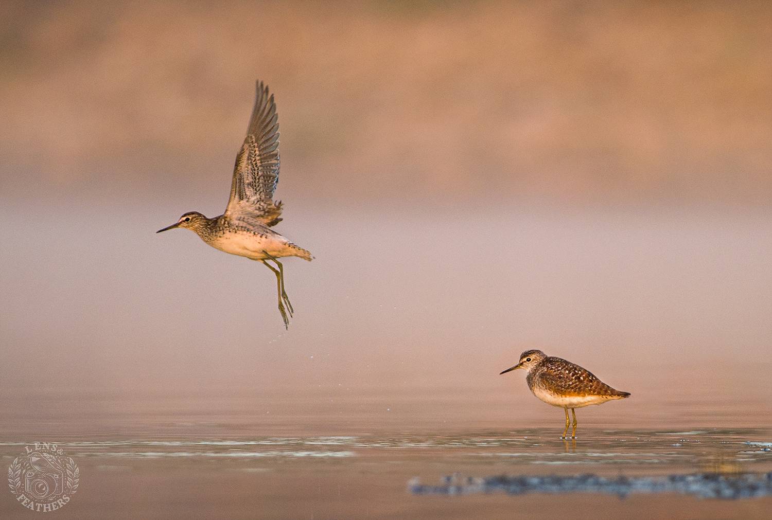 , Евгени Стефанов