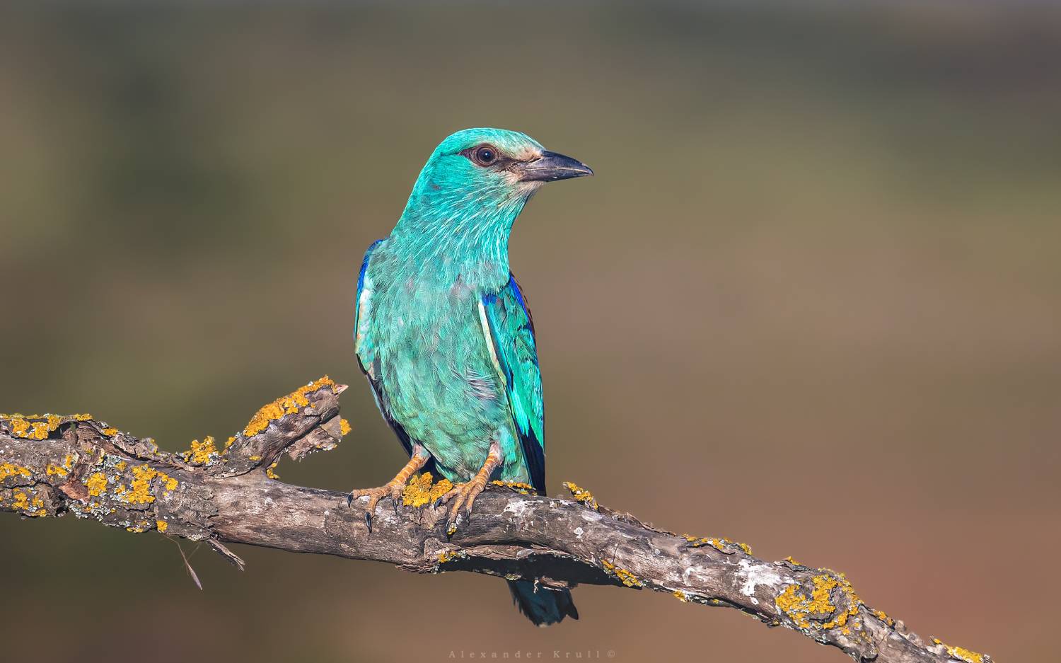 сизоворонка, обыкновенная сизоворонка, ракша, coracias garrulus, Круль Александр