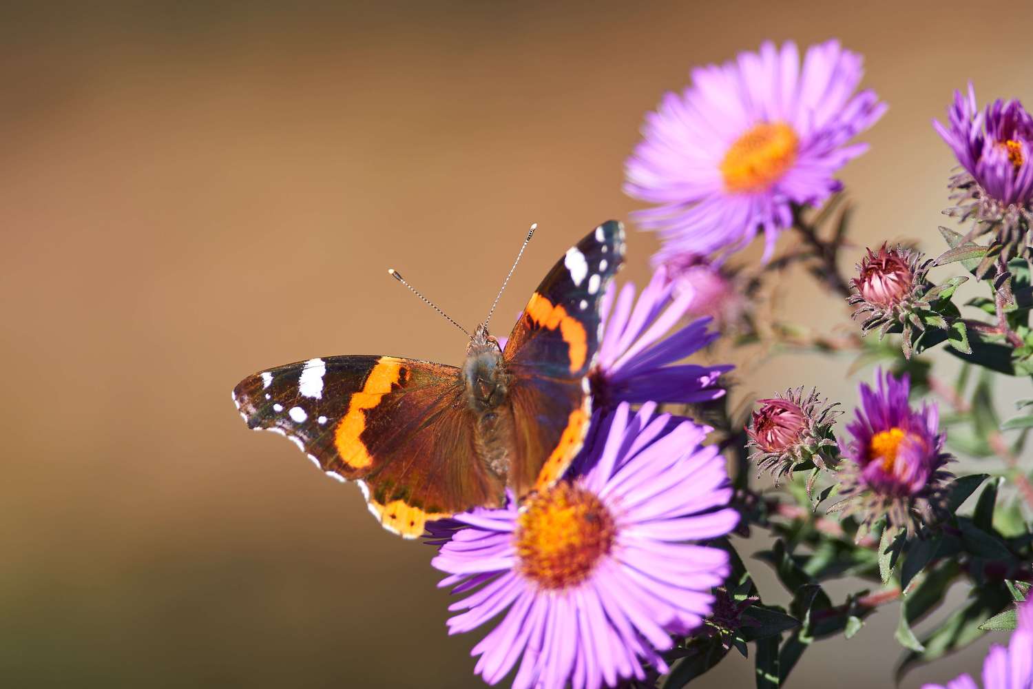 buttefly, volgograd, russia, wildlife, , Павел Сторчилов