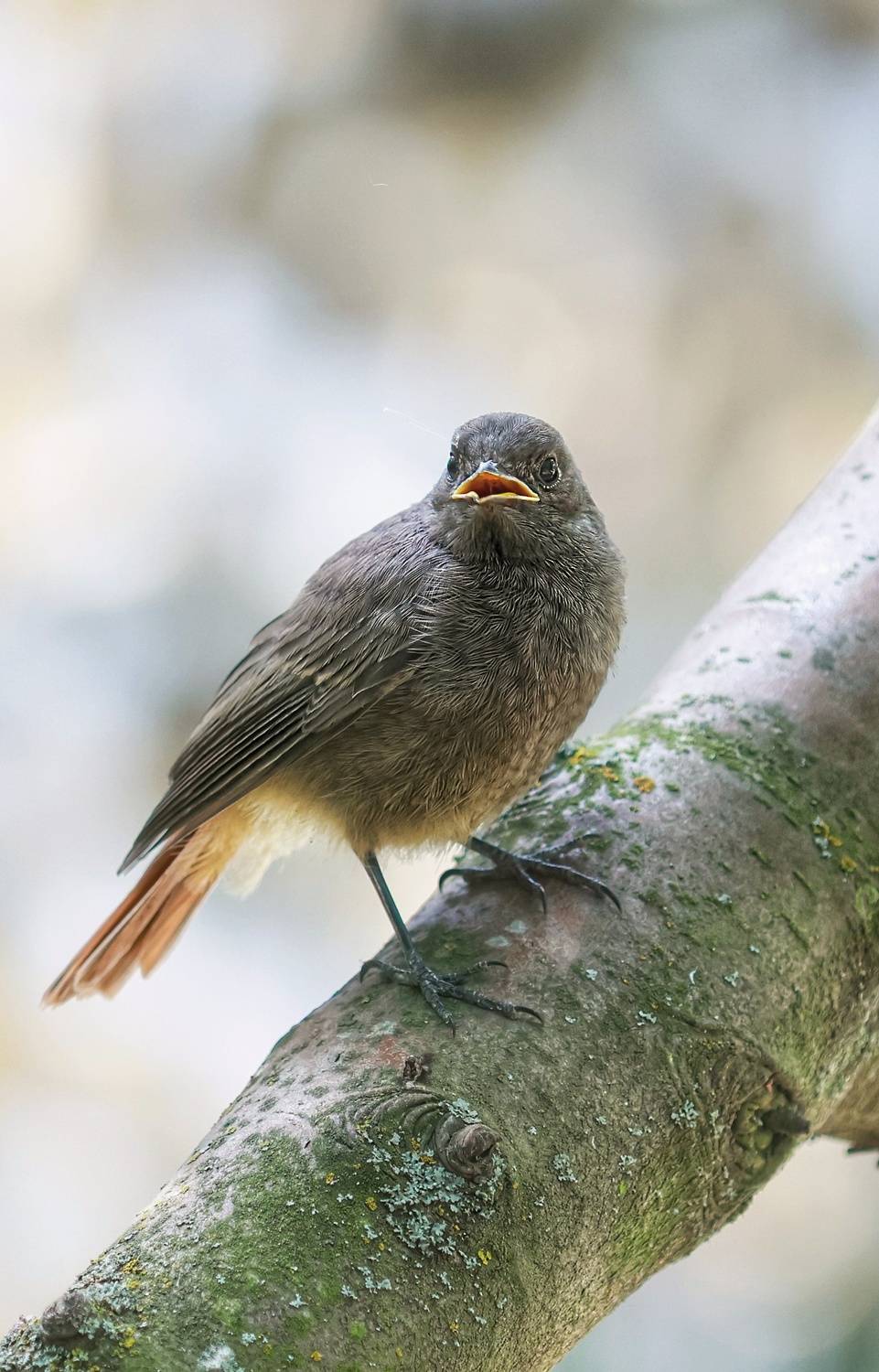 природа, Валерий Черняк