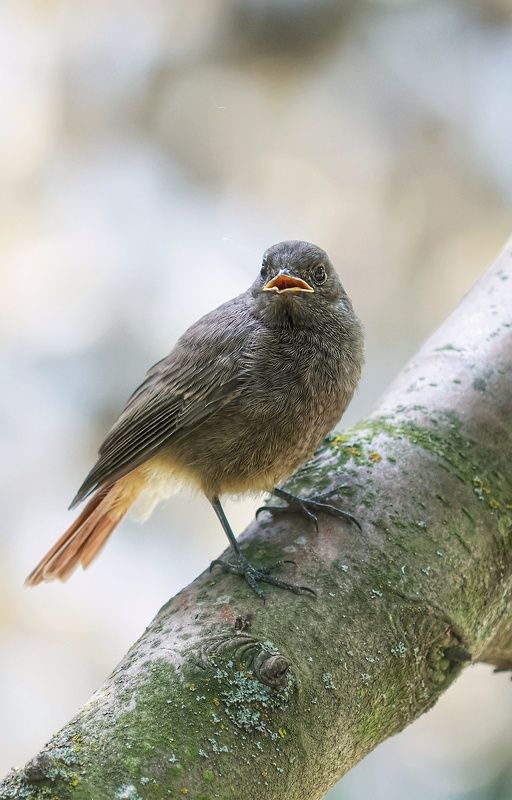 Горихвостка молодняк фото превью