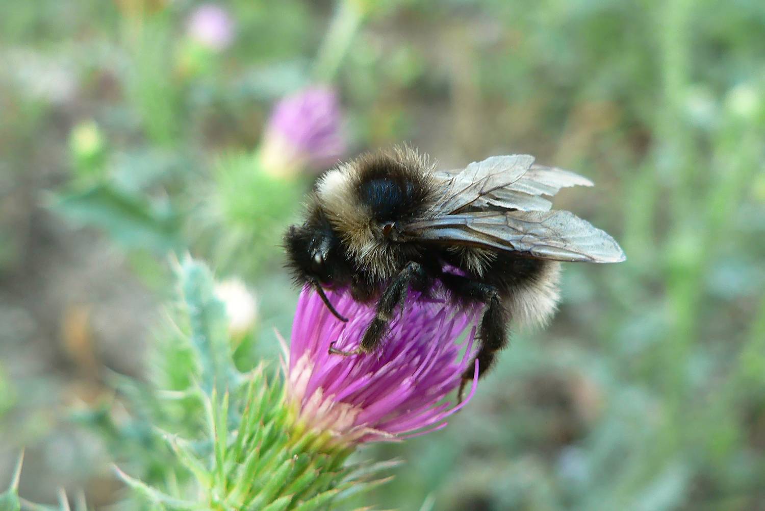 шмель, шмель-кукушка четырёхцветный, bombus quadricolor, КарОл
