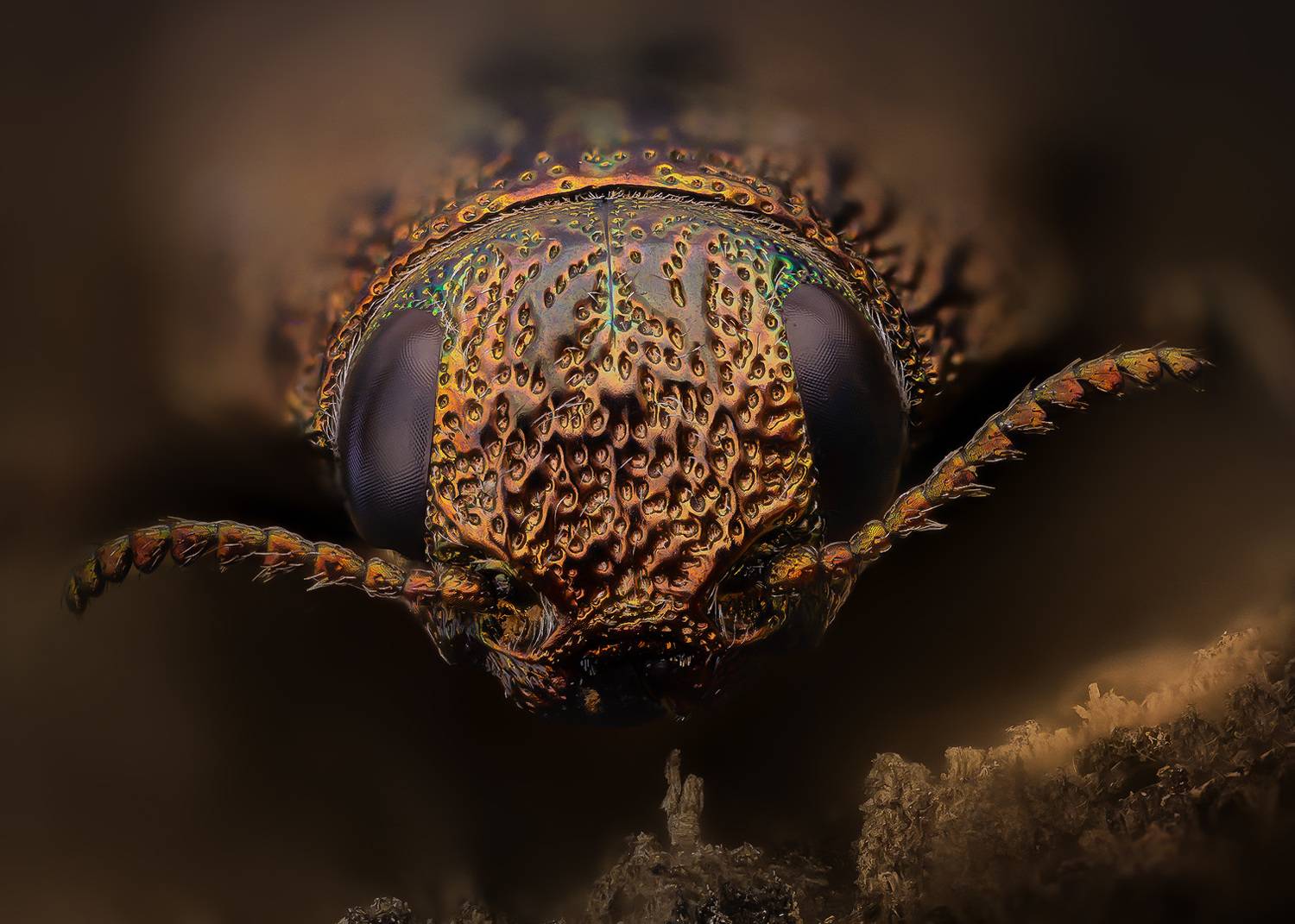 poecilonota, variolosa, Kavaliauskas Eugenijus