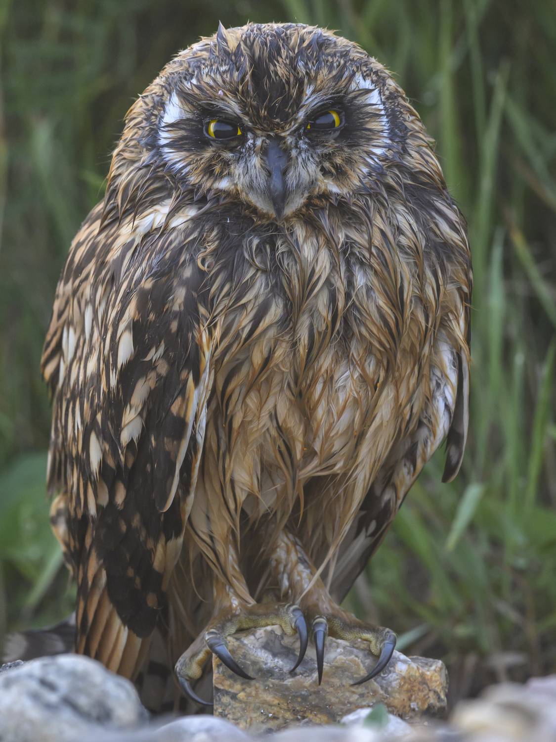 , Пупонин Сергей