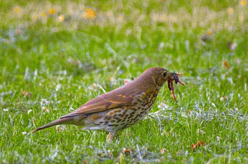 птицы, животные, дикий животный мир, бердвотчинг, природа, birds, birdwatching, nature, life, wildlife  фото превью