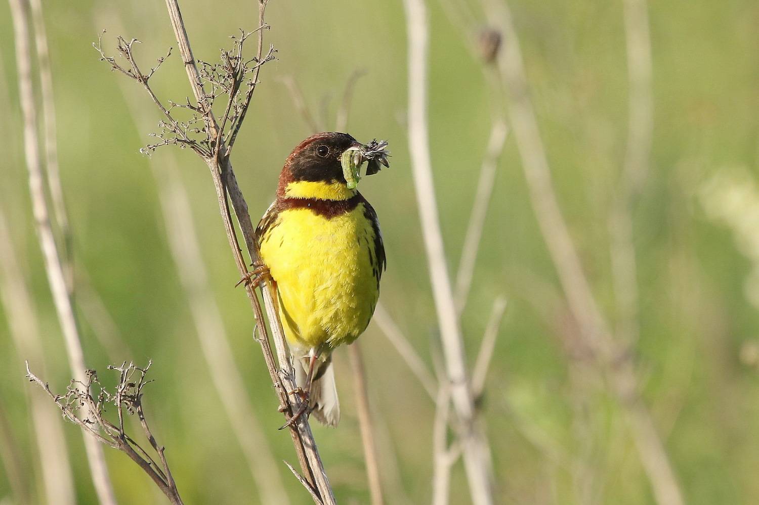 , Евгений Софронов