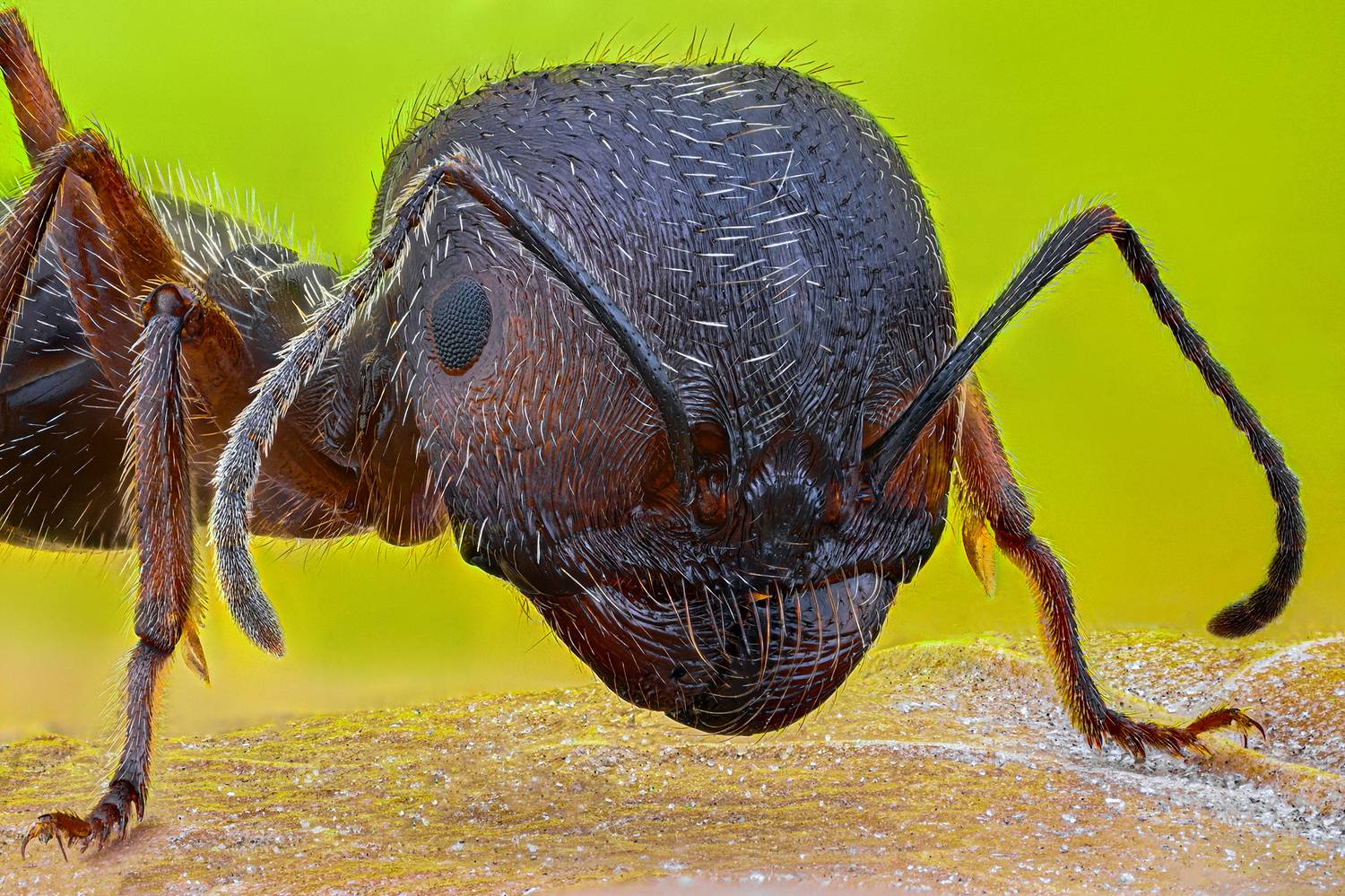 ceclii, macro, Цветан Ганев