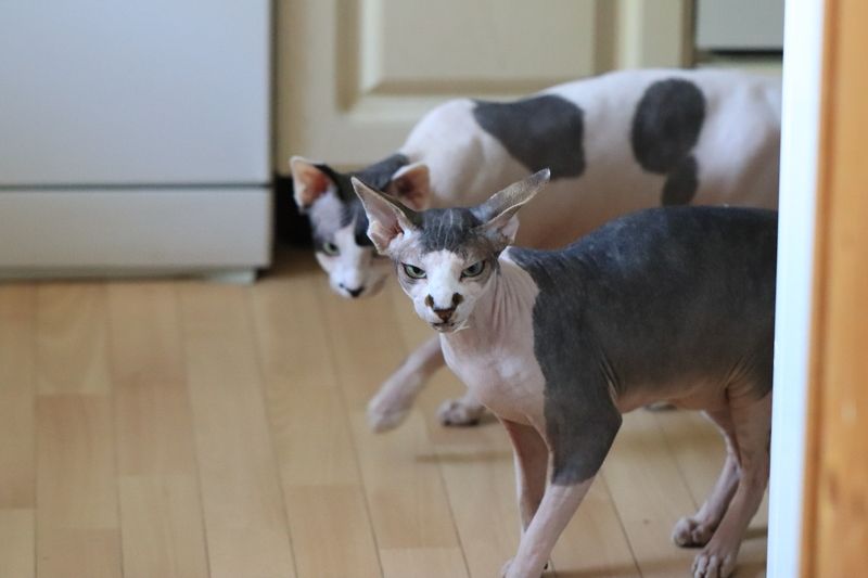 Гоп стоп мы подошли из за угла  фото превью