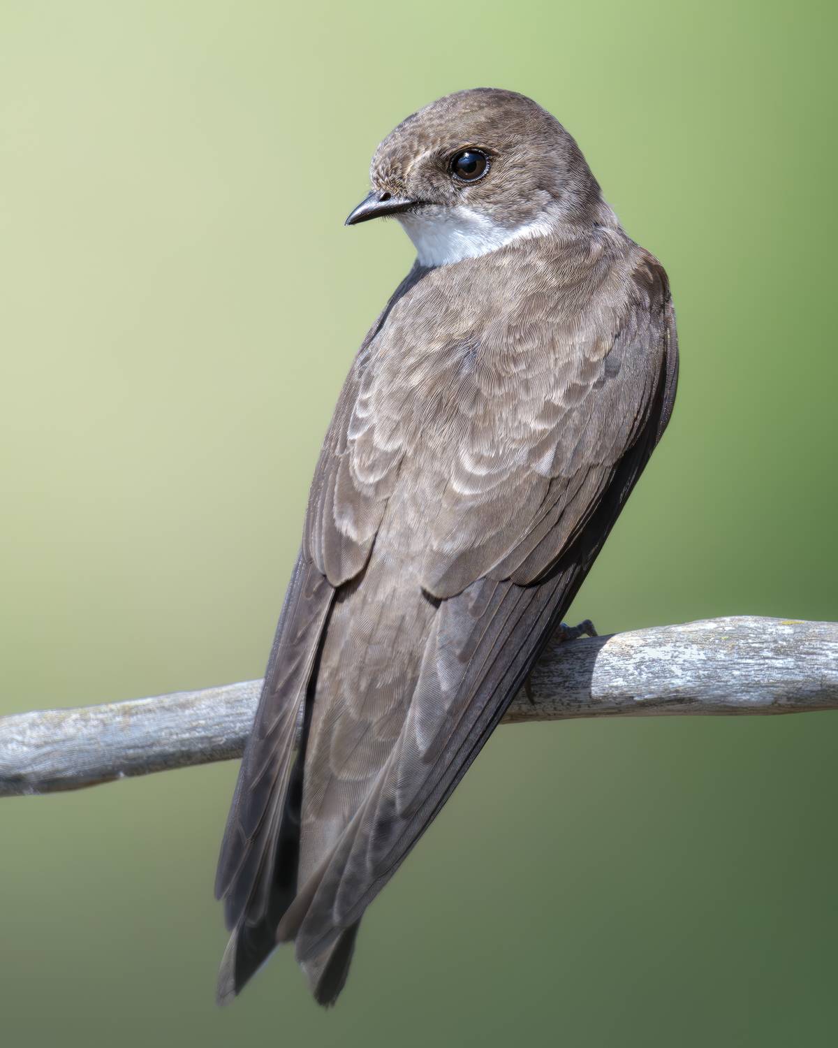 , Поляков Михаил