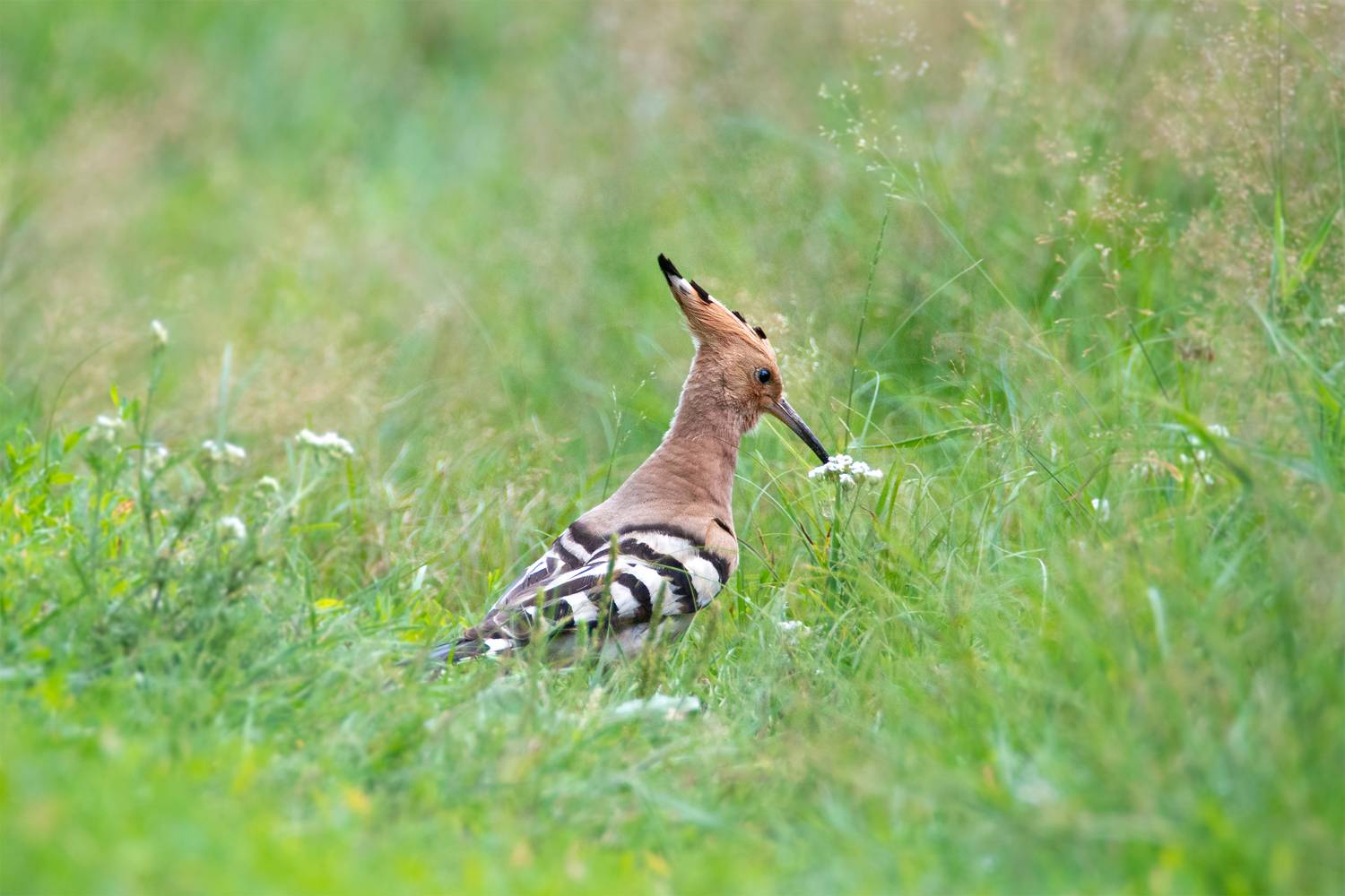 , Чудинин Дмитрий