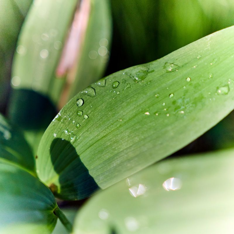 лес, листва, зелень, лето, дождь Лесная зарисовка фото превью