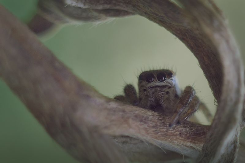 Паучок фото превью