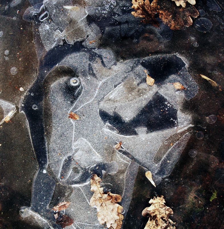 Пёсик. Парейдолия (замёрзшая лужа) фото превью