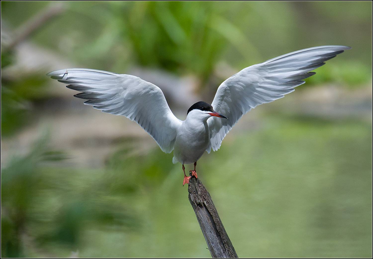 москва, парк, озёрная чайка, птица, АНАТОЛИЙ ДОВЫДЕНКО