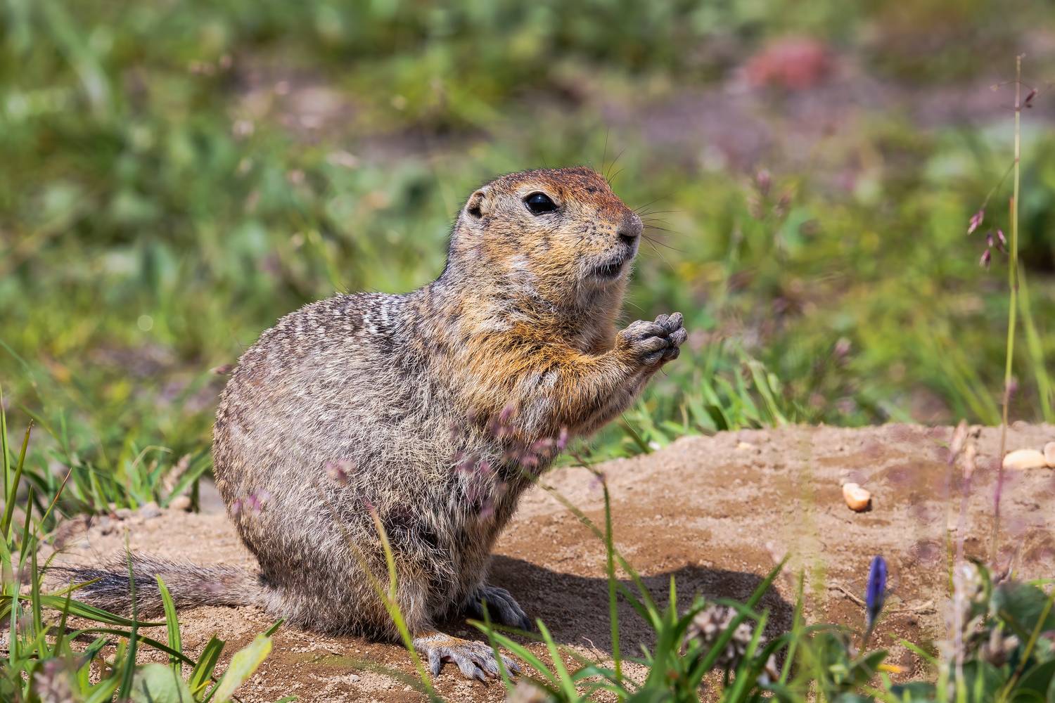 евражка, американский суслик, камчатка, Дмитрий Уткин