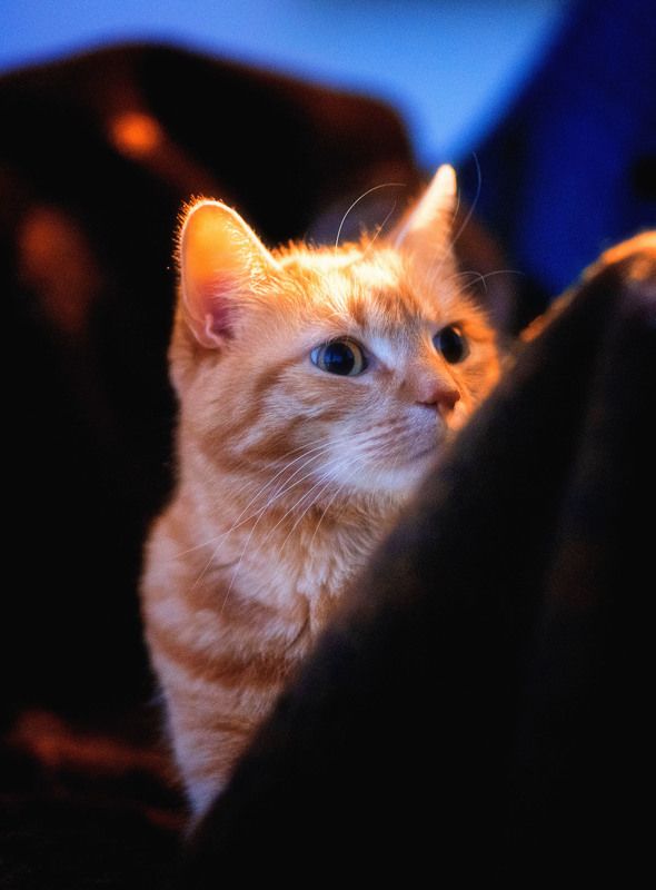 кот рыжий  Маленький рыжик  фото превью