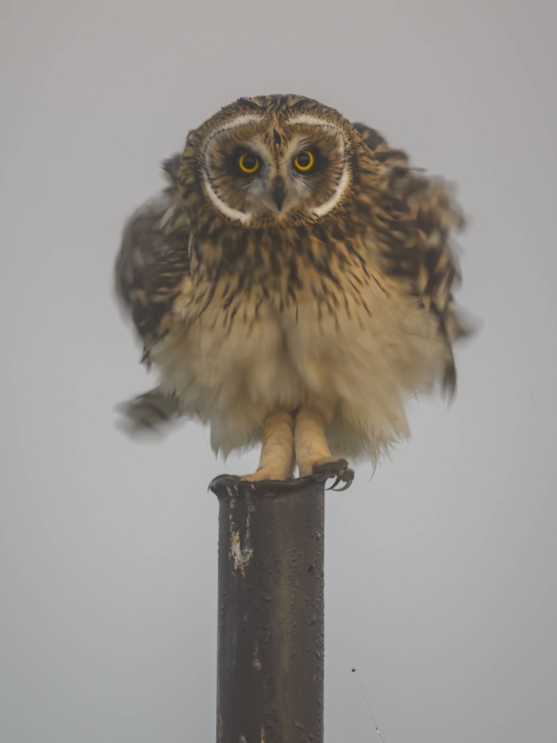 , Пупонин Сергей