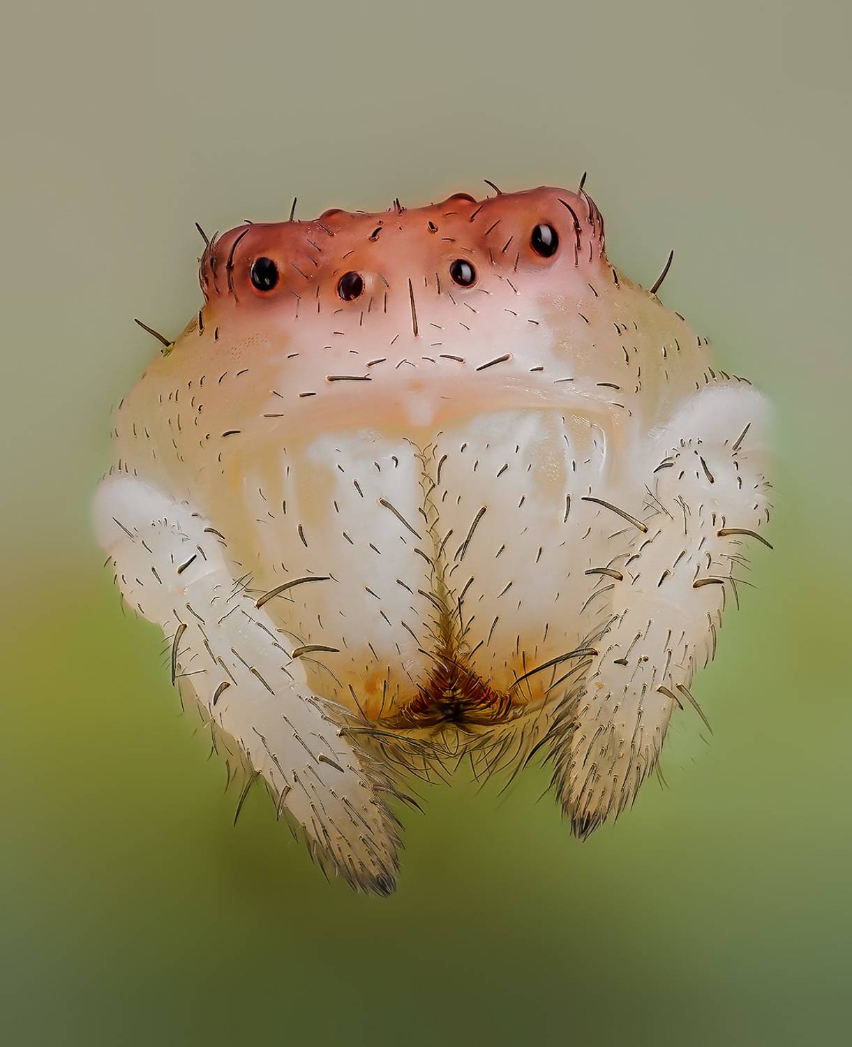 misumena vatia, Kavaliauskas Eugenijus