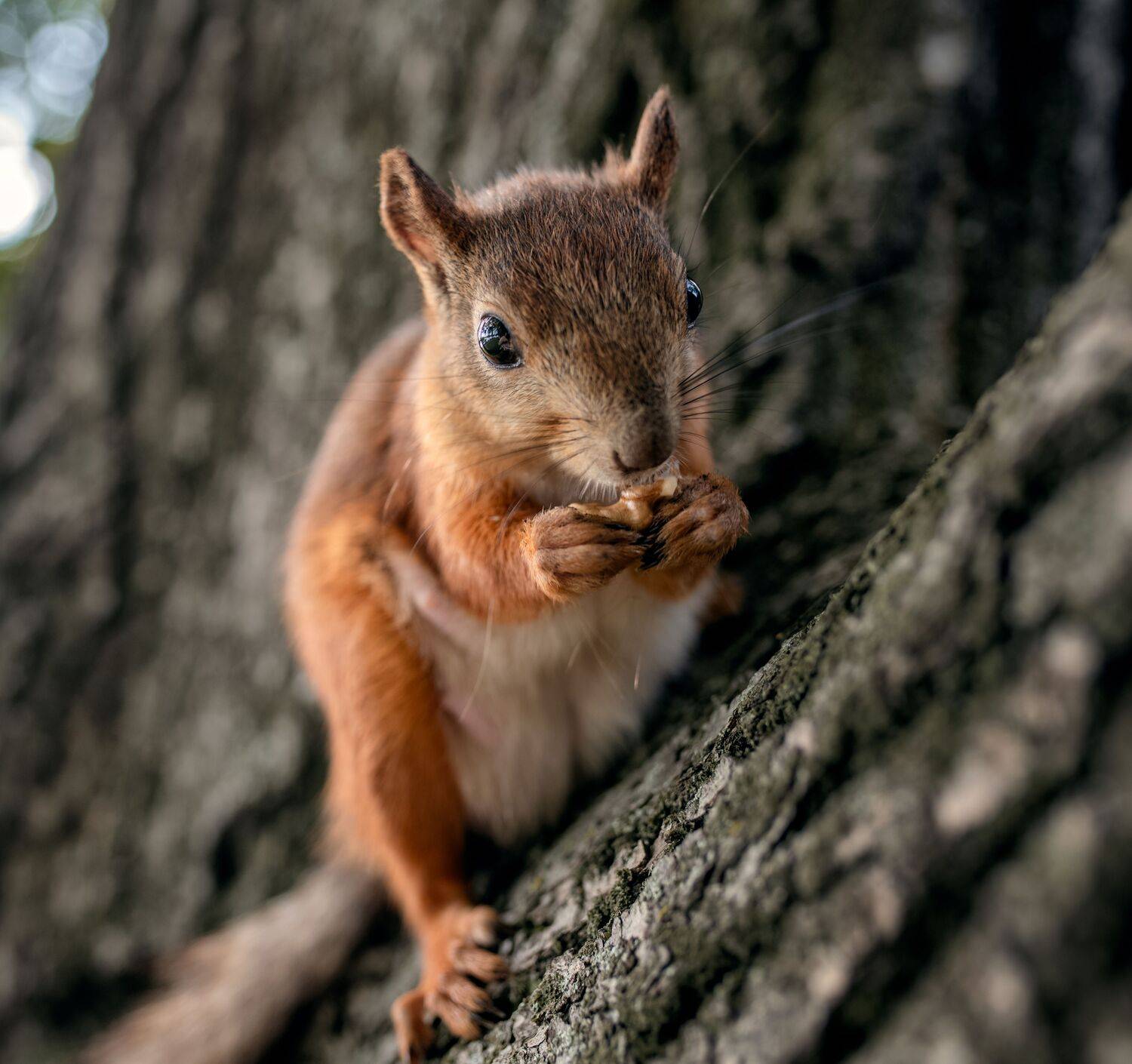 , Konstantin Shiryaev