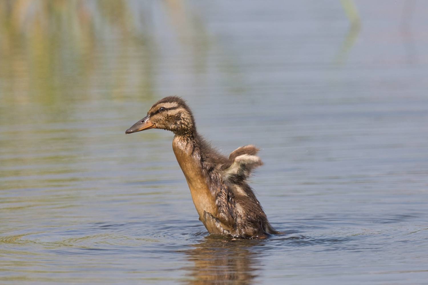 , Большаков Алексей
