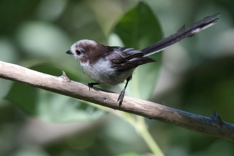 Юный ополовник фото превью